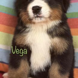 Bernese Mountain Dog Puppies from Brenda Kranish