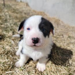 Cardigan Welsh Corgi Puppies from Star N Cardigan Corgis