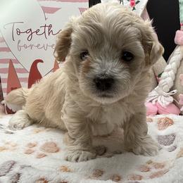 Saffron - Apricot female Maltipoo puppy in Colonial Beach, Virginia from BeachRidge Pups