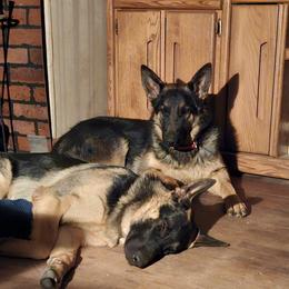 Girl 1Wella - Black and tan German Shepherd puppy in Wright County, Missouri from The Old Red Barn Kennel