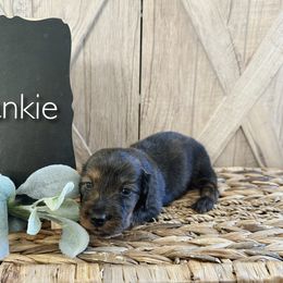Dachshund Puppies from T&C Dachshunds