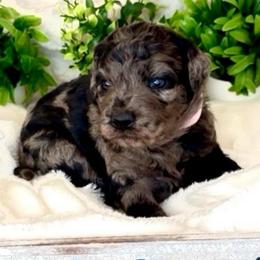 Miss Light Pink - Merle female Goldendoodle puppy in San Diego, California from Sensational Doodles