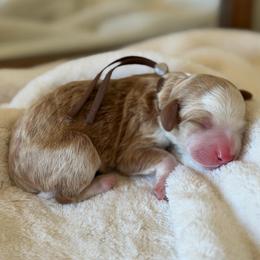 Brown Boy - Brown and white male Bernedoodle puppy in Fort Gibson, Oklahoma from Waggle Doodles