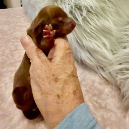Spicy - Chocolate and tan female Dachshund puppy in Russellville, Arkansas from Cains River Valley Dachshunds