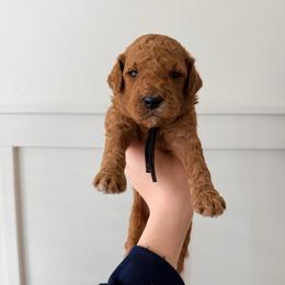 Pepper - Red  male Goldendoodle puppy in La Porte, Texas from B+C Doodles
