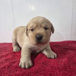 Yellow Girl 3 - Yellow female Labrador Retriever puppy in Williamsburg, Pennsylvania from River View Labradors