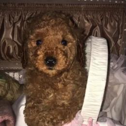 Goldendoodle Puppies from West Coast Doodles