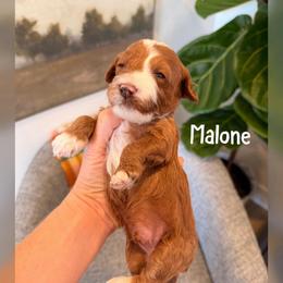 Malone - Red  male Goldendoodle puppy in Glendale, Arizona from Follow Your Bliss Doodles