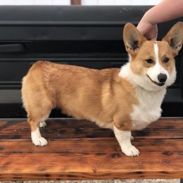 TUCKER - Pembroke Welsh Corgi