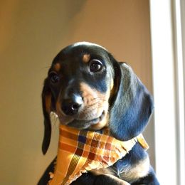 Dachshund Puppies from Snarky Doxy Miniature Dachshunds