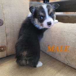 Pembroke Welsh Corgi Puppies from Pinkyella Corgis