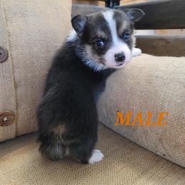 Pembroke Welsh Corgi Puppies from Pinkyella Corgis