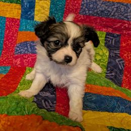 Sally - White and sable female Papillon puppy in Myakka City, Florida from LaRae's Papillons