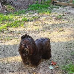 Shih Tzu All Grown Up from Wild Wind Shih Tzu