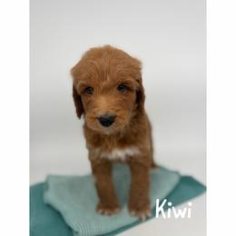 Kiwi - Red  male Goldendoodle puppy in Smithfield, Kentucky from KBK9 Kennels