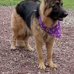 Jadah - German Shepherd