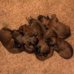 Soft Coated Wheaten Terrier puppies from Yellowstone Breeders