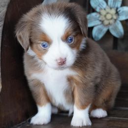 Boy 1 - male Miniature Australian Shepherd puppy in Lawton, Oklahoma from Lindsey’s Aussies