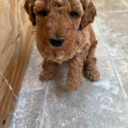 Apollo - Caramel Labradoodle puppy in Lowville, New York from Double B Doodles