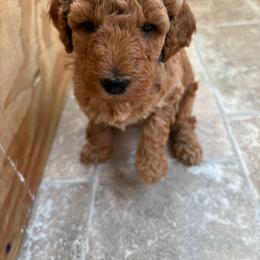 Apollo - Caramel Labradoodle puppy in Lowville, New York from Double B Doodles