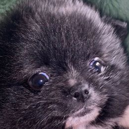 Darling Dahlia - Pomeranian puppy from Fairchild Fancy Pomeranians and Coachella Pomeranians