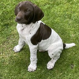 German Shorthaired Pointer Puppies from Wooldridge Kennels