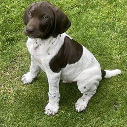 German Shorthaired Pointer Puppies from Wooldridge Kennels