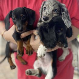 Dachshund Puppies from Dachshund Dad