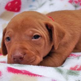 Pup male 1 red-black - Golden rust male Vizsla puppy in New London, Iowa from Circle Bar J