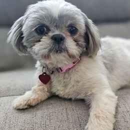 Boo - Shih Tzu