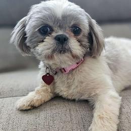 Boo - Shih Tzu