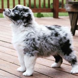 Australian Shepherds from Zaneca Aussies