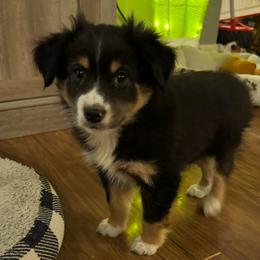 Comet - Black tri male Miniature Australian Shepherd puppy in Corbin, Kentucky from Lightning K Kanine’s