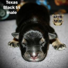 Texas - Black tri-color male Australian Shepherd puppy in El Dorado Springs, Missouri from HP Aussie Kennels