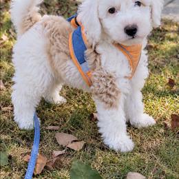 Sawyer - Apricot male Aussiedoodle puppy in Byron, Georgia from Southern Olive Doodles 🫒