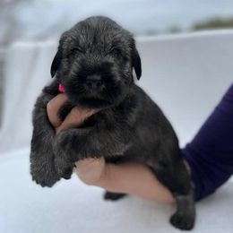 Standard Schnauzers from OmaStarke Standard Schnauzers