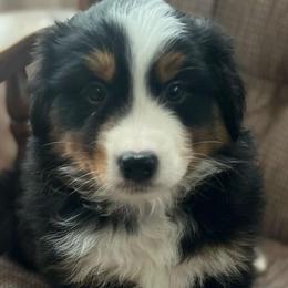 Shakespeare - Black tri-color male Australian Shepherd puppy in Lebanon, Oregon from Mt. Hope Aussies