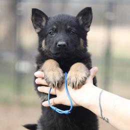 Tucker - Black and tan male German Shepherd puppy in Augusta, West Virginia from Vom Haus Highlands