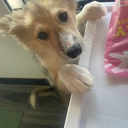 Dolly - female Nenets Herding Laika puppy in Rockwell, Texas from Tundra Fox laikas