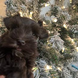 Miniature Schnauzer Puppies from A.R Miniature Schnauzers