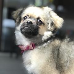 Scarlett - Tibetan Spaniel