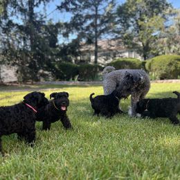 Kerry Blue Terrier Puppies from Costerra Kerry Blue Terriers