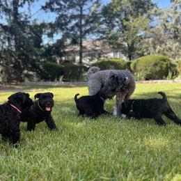 Kerry Blue Terrier Puppies from Costerra Kerry Blue Terriers