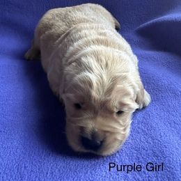 Girl 1 - Golden Golden Retriever puppy in Sarasota, Florida from Chevaline Goldens