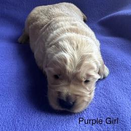 Girl 1 - Golden Golden Retriever puppy in Sarasota, Florida from Chevaline Goldens