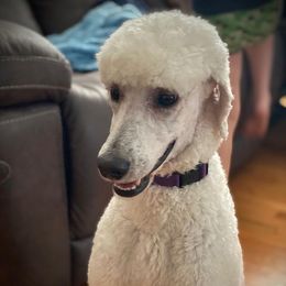 Bernedoodles and Poodles from Mad Brook Poodles and Doodles