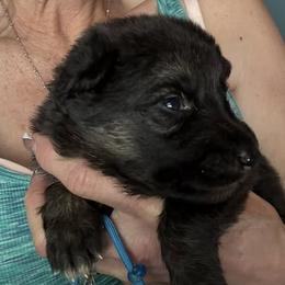 Girl 1 - female German Shepherd puppy in Germantown, Ohio from TNT Pups