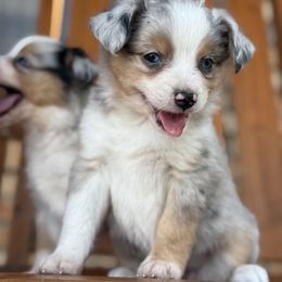Blue Merle - Blue merle female Toy Australian Shepherd puppy in Brashear, Texas from Double R farms