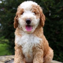 Clora - Brown and white female Bernedoodle puppy in Folsom, Louisiana from DoodlesFarmCo