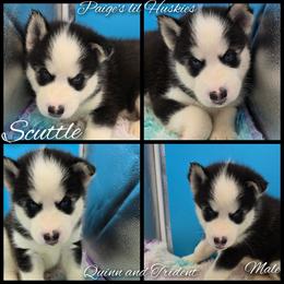 Scuttle - Black and white male Siberian Husky puppy in Bloomfield, Indiana from Paiges lil huskies